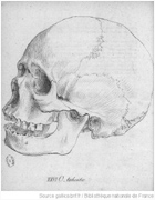 Johann Friedrich Blumenbach - Schädel der Decas Craniorum: Malaye