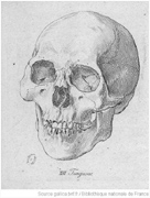 Johann Friedrich Blumenbach - Schädel der Decas Craniorum: Mongole